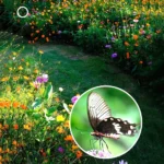 Close-up of zoom and focus rings on Lightdow 420-800mm F8.3-F16 lens