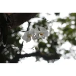 50mm F1.7 manual focus lens with lens cap and bag