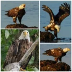 Lightdow telephoto zoom lens with protective caps and pouch